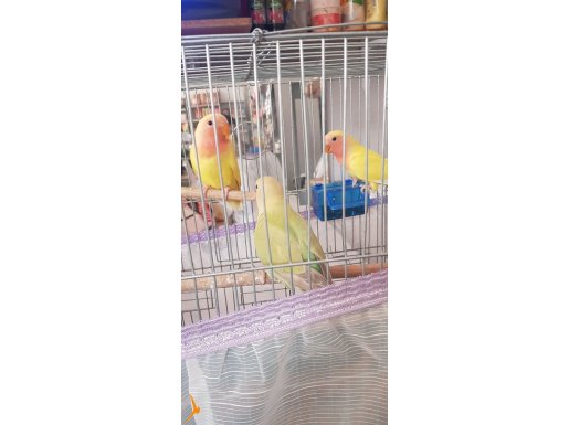 Yeni yeme düşmüş mutasyon yavrular 
