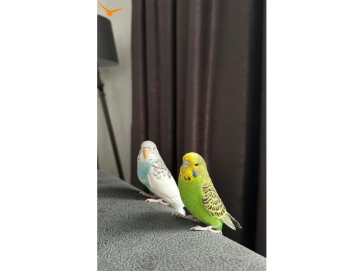 Muhabbet kuşu 2 adet kafes dahil