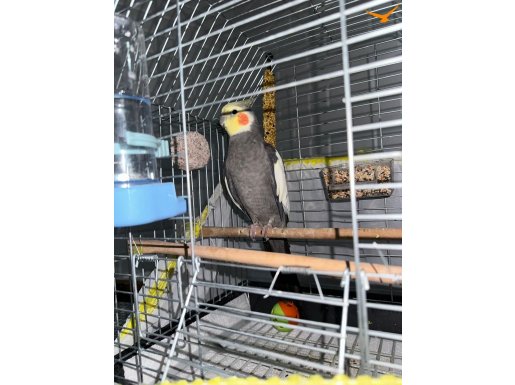 Erkek Grey Ele alışkın konuşan sultan papağanı