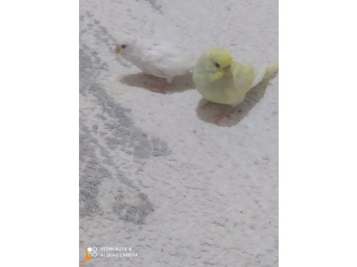 Muhabbet kuşu 2 tane 