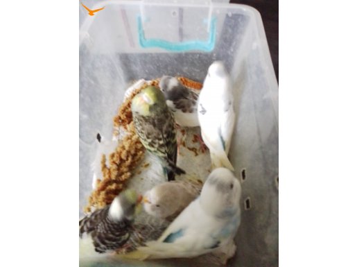 1 aylikda var 2 aylikda var detaylı foto video atılabilir 