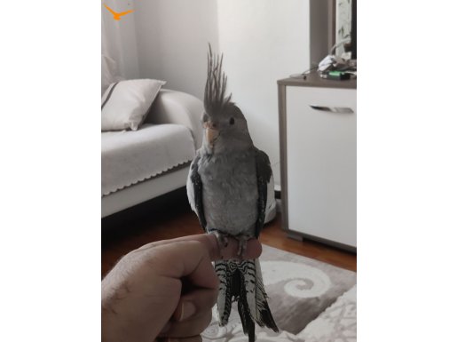 3 Aylık Erkek Genç WF Sultan papağanı