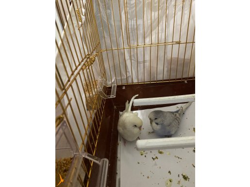 2 li muabbet kuşu biri jumbo 4 aylık 