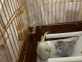 2 li muabbet kuşu biri jumbo 4 aylık 