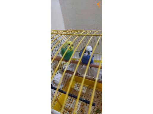 2 tane damızlık çift 2 tane kafes 1 tane yuvalık bi çok ürün