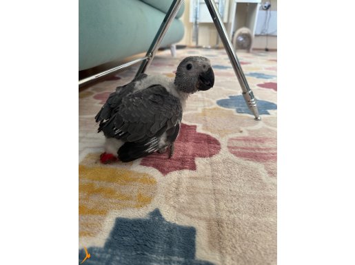 10 haftalık bebek jako yanında sıfır kafesle