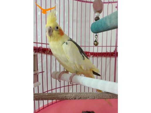 Sultan papağanı limon satışta 
