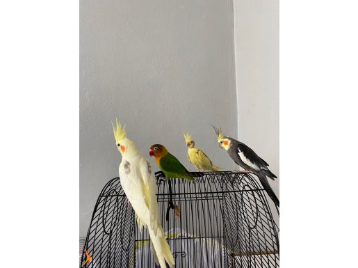 Sarı beyaz eğitimli sultan papağanları 