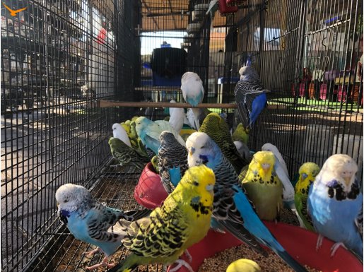 JUMBO SHOW MUHABBET KUŞU YARIŞMA KUŞLARI