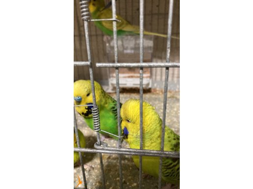 7 aylık jumbo kırma