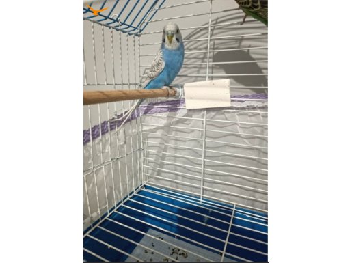 1.5 Aylık Dişi Muhabbet Kuşu 