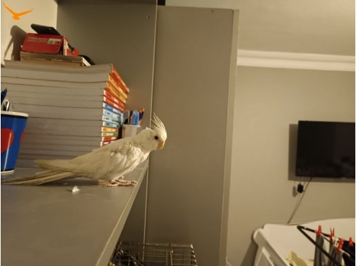 6 aylık kırmızı göz dişi albino 