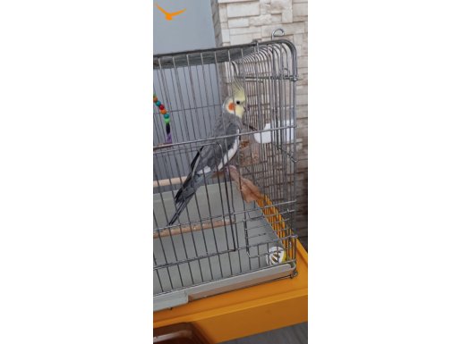 Çok sağlıklı hareketli erkek 4 aylık