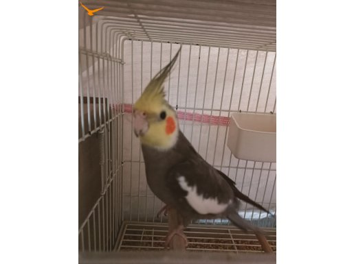 1 yaşında grey erkek sultan papağanı 