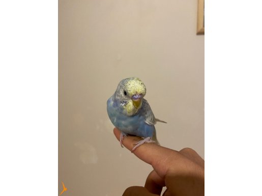 BABASI KONUŞAN BEBEK MUHABBET KUŞU
