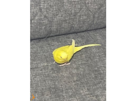 Sarı limon kırmızı göz dişi satılık 