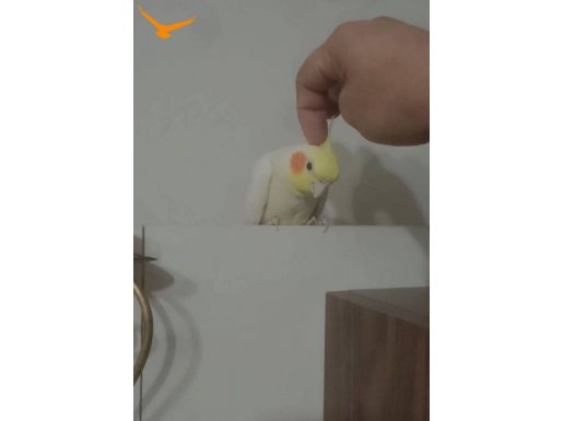 Evcil konuşan Oyunbaz Sevecen Şanlıurfa 