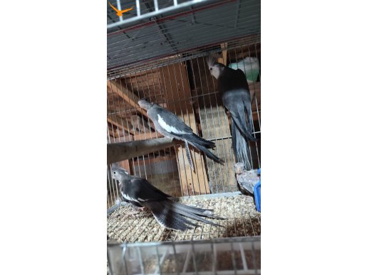 Damızlık Wifi Sultan Papağanı Takım- Bakıcı Kuşlar