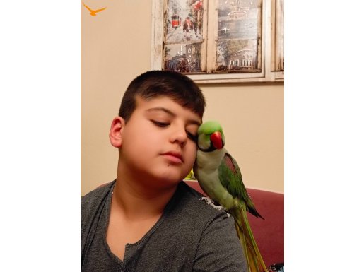 Merhaba uyumlu ve evcil aleksandrımızı sahiplendireceğiz