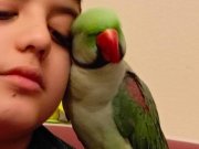 Merhaba uyumlu ve evcil aleksandrımızı sahiplendireceğiz