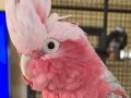 Galah Kakadu