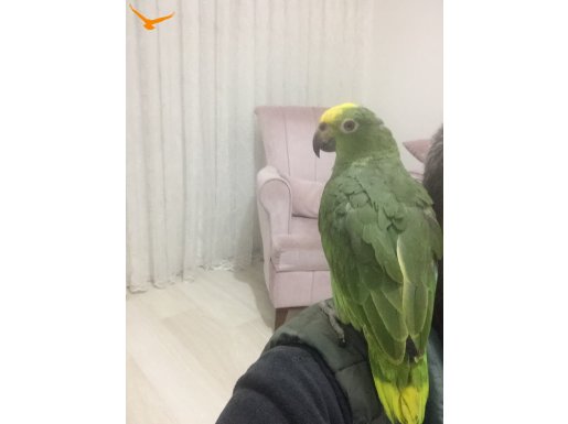Amazon papağan sarı