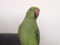 Pakistan papağanı