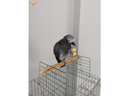 HAZIR KIZGIN DİŞİ JAGO