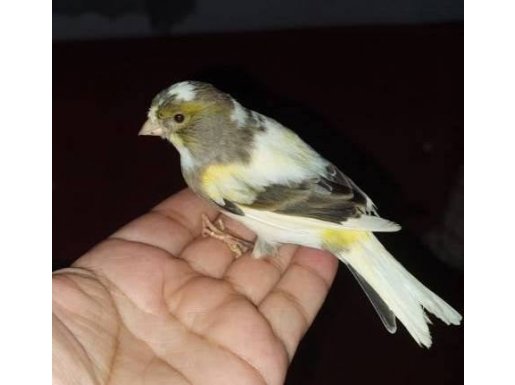 8 aylık erkek kanarya 