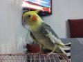 Tanrı misafiri Limon 