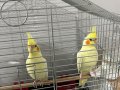 7 aylık sultan papağanı
