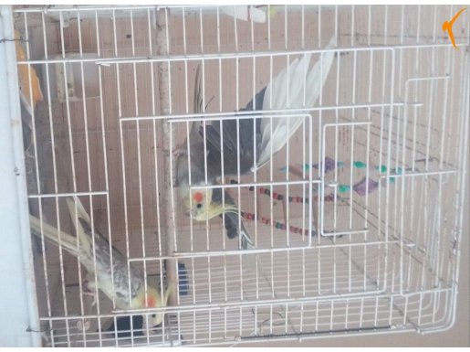 Kafesiyle birlikte Bir çift sultan papağan 