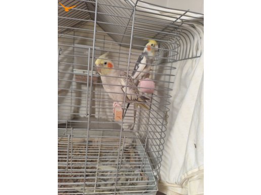 1 TAKİM VE 2 ADET YAVRU MEVCUT