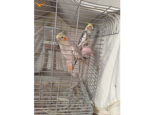 Sahibinden sultan papağanı 