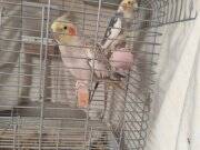 Sahibinden sultan papağanı 