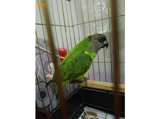 Senegal papağanı (ele kola alışkın) 