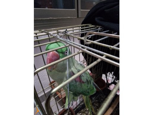 Aleksander papağanı 2 yaşında