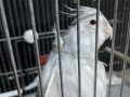ÇİFT DAMIZLIK ALBİNO KIRMIZI GÖZ ELE GELİR ÜRETİME HAZIR