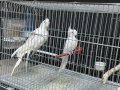 ÇİFT DAMIZLIK ALBİNO KIRMIZI GÖZ ELE GELİR ÜRETİME HAZIR