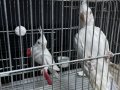 ÇİFT DAMIZLIK ALBİNO KIRMIZI GÖZ ELE GELİR ÜRETİME HAZIR