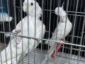 ÇİFT DAMIZLIK ALBİNO KIRMIZI GÖZ ELE GELİR ÜRETİME HAZIR