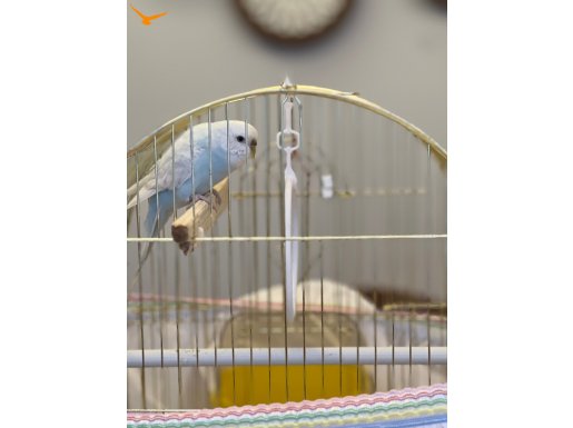 Genç sağlıklı kafesi ve aksesuarları ile mavi muhabbet kuşu