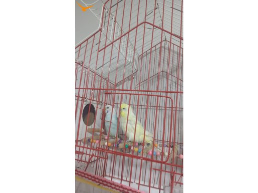 Genç kızgın çift