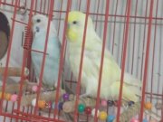 Genç kızgın çift