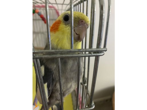 1 yaş erkek sultan papağan