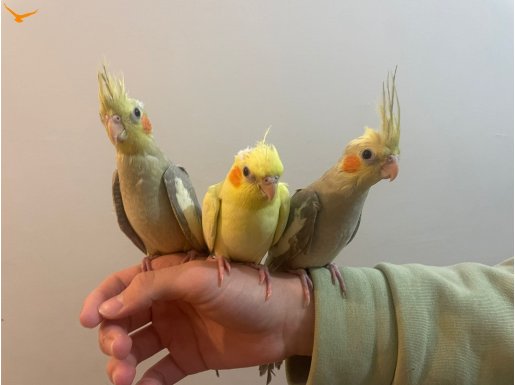 Yeni Yeme Düşmüş Ele Gelir Yavru Papağanlar