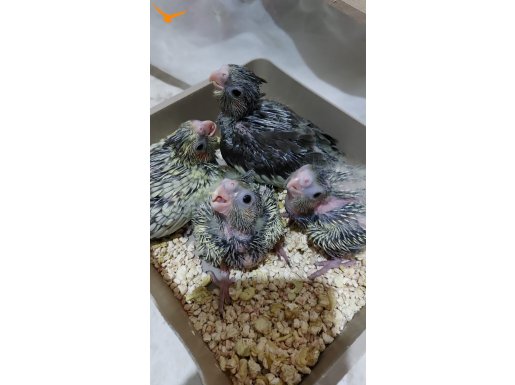 1 aylık yavru papağanlar 