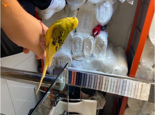 Konuşan ele kola gelen erkek muhabbet