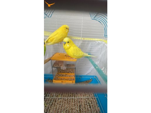 Muhabbet kuşu çift 