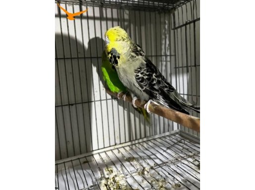 Şhow jumbo takım sadece tek kuş fiyatına